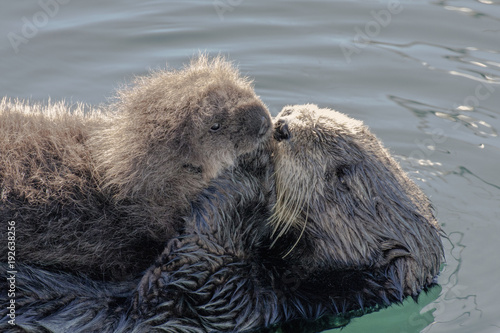 Sea otter with pup in Monterey, California.