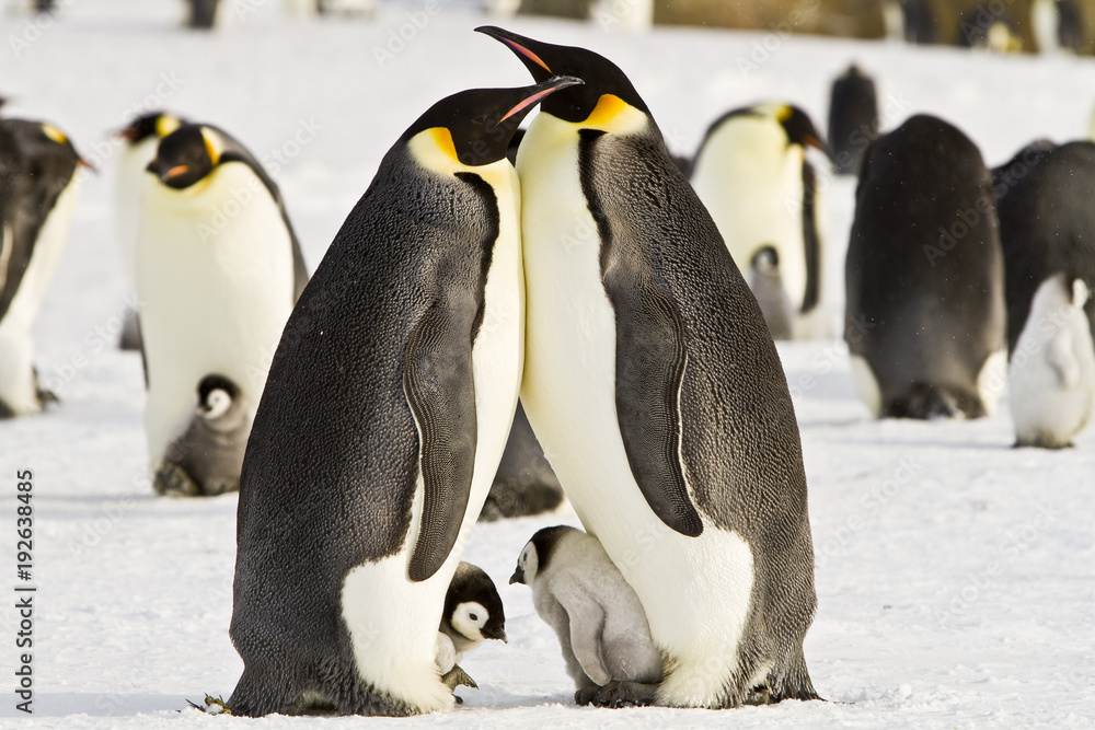 Obraz premium Emperor penguins(aptenodytes forsteri)with Chicks, in a colony on the sea ice of Davis sea,Antarctica