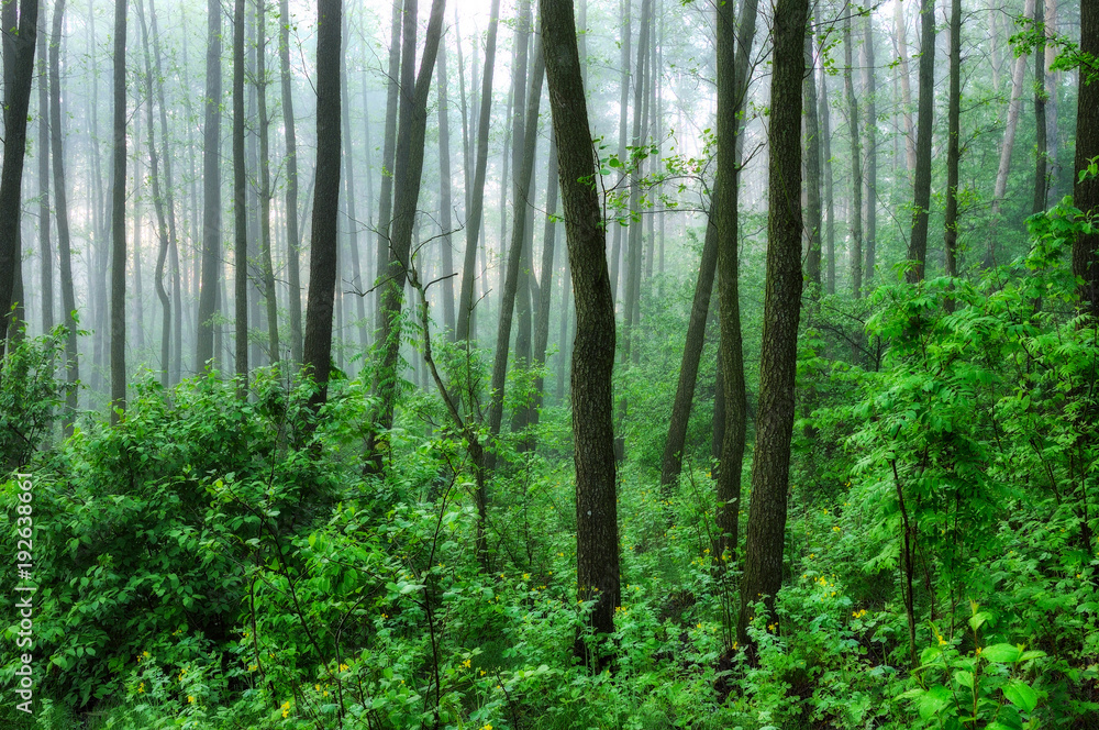Naklejka premium spring forest. a misty morning in a picturesque forest. Sun rays