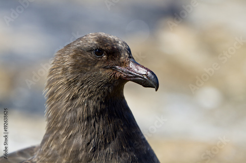 The lonnberg's Skua(catharacta antarctica lonnbergii)in Antarctica