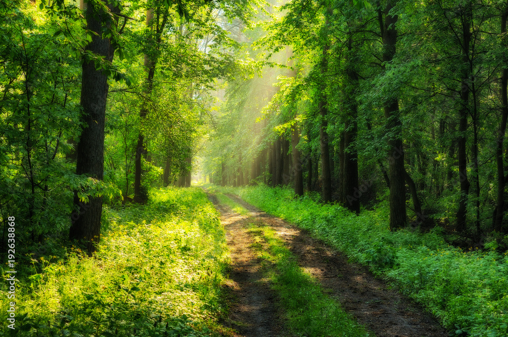 Fototapeta premium spring forest. a misty morning in a picturesque forest. Sun rays