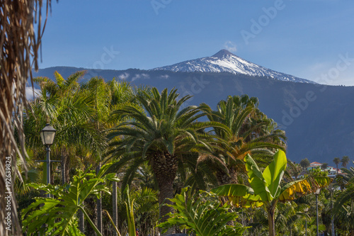 Horizontal landscape image of a snow capped mountain with a palm tree in the foreground. Date palm, Spain