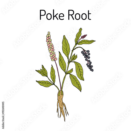 Poke root Phytolacca americana , or pokeweed, medicinal plant