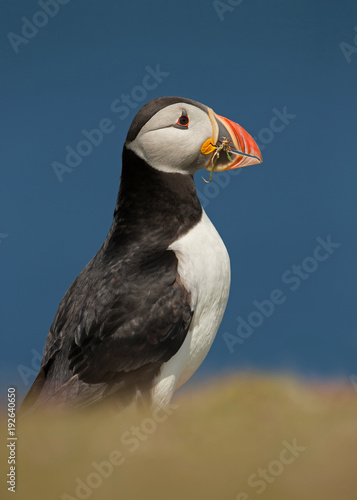 Close-up of Atlantic puffin with nesting material © giedriius