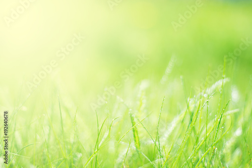 Spring natural background with green grass and dew. Soft selective focus.