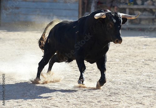 Wallpaper Mural bull in spain Torontodigital.ca
