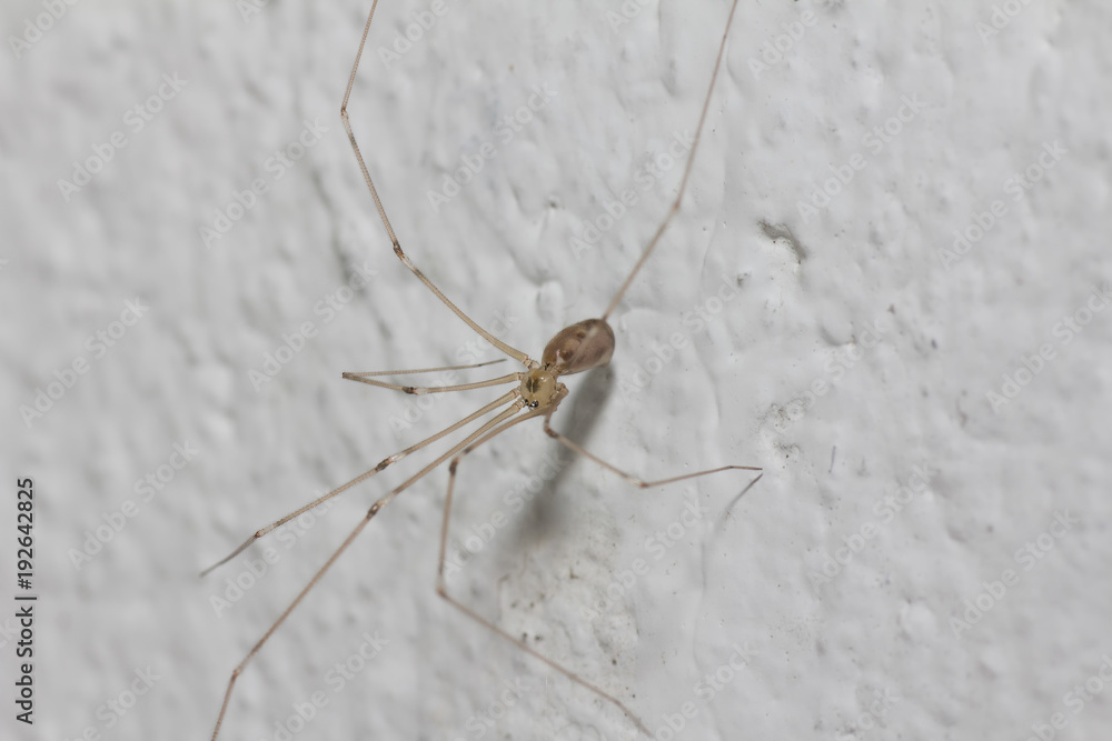 The spiders are a class of arthropods, there are more than a hundred thousand known species
The spiders are a class of arthropods, there are more than a hundred thousand known species
