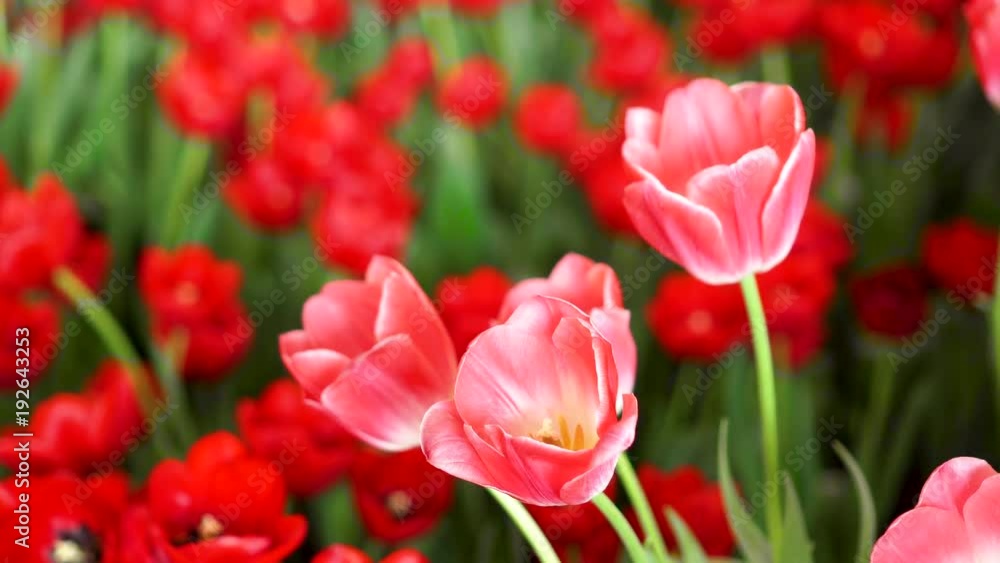 Beautiful Red Tulips, Flower background Beautiful Red Tulips, Flower background