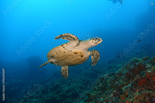 turtle on sea © muhammad