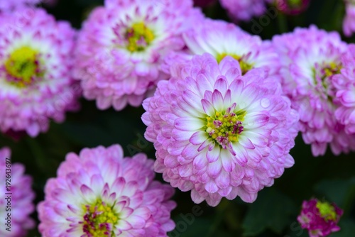 chrysanthemum