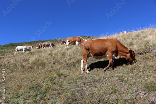 vacas  de Pontechianale