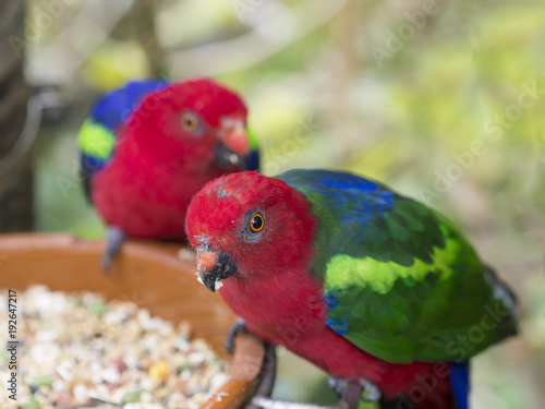 two close up exotic colorful red blue green parrot Agapornis parakeet eating feeding from bowl of grain,selective focuse on eye