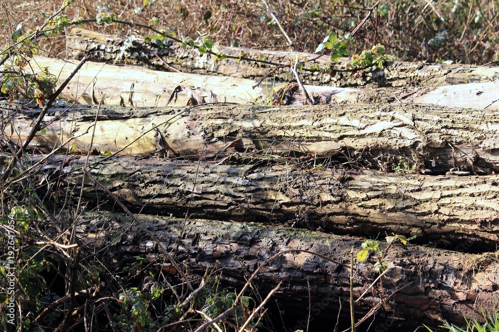 Baumstämme am Wegesrand