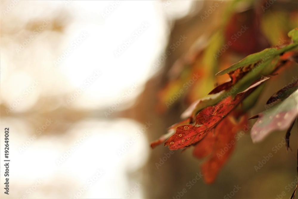 Fototapeta premium Fall Time Colors