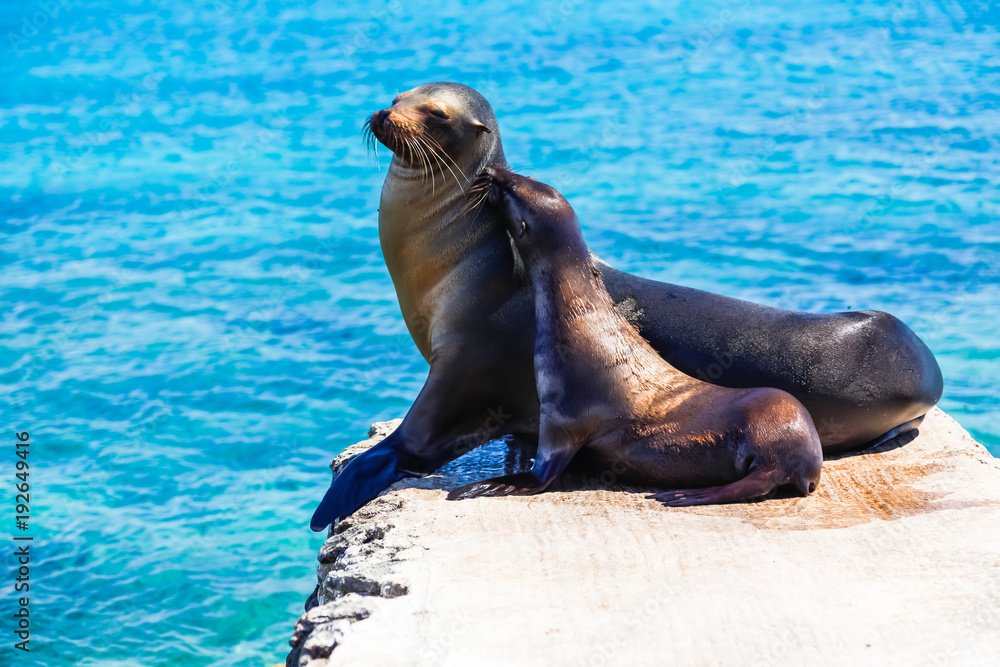 Fototapeta premium Female sea lion with her calf on the stone pier