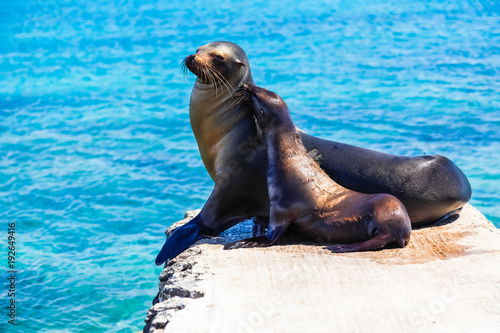 Female sea lion with her calf on the stone pier