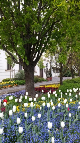 Tulpeninsel