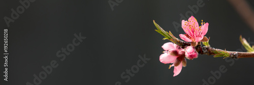Peach tree branch with pink flowers against black background