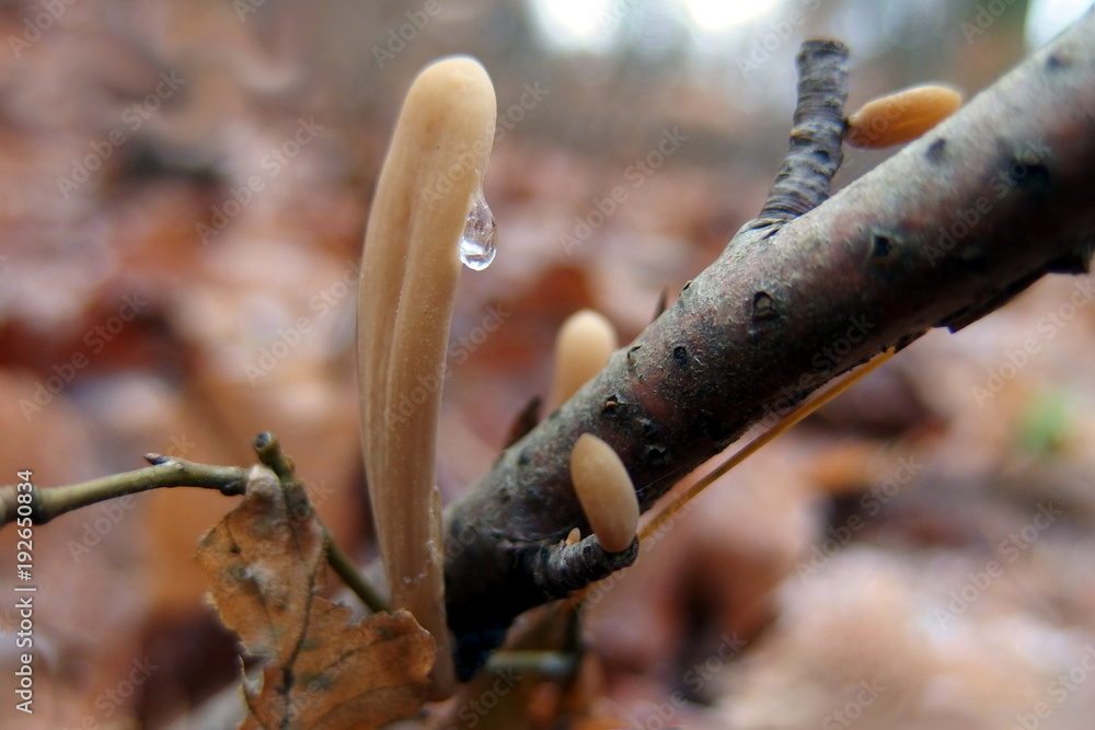 Grzyb buławka rurkowata Typhula fistulosa Grzyb buławka rurkowata Typhula fistulosa