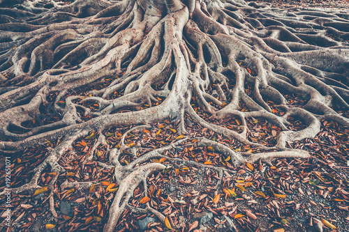 The spreading root system of the old tree on the ground. The variety of shapes in wild nature. Perfect background for the various kinds of collages, illustrations and digital media.