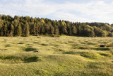 green meadows with trees in spring season.