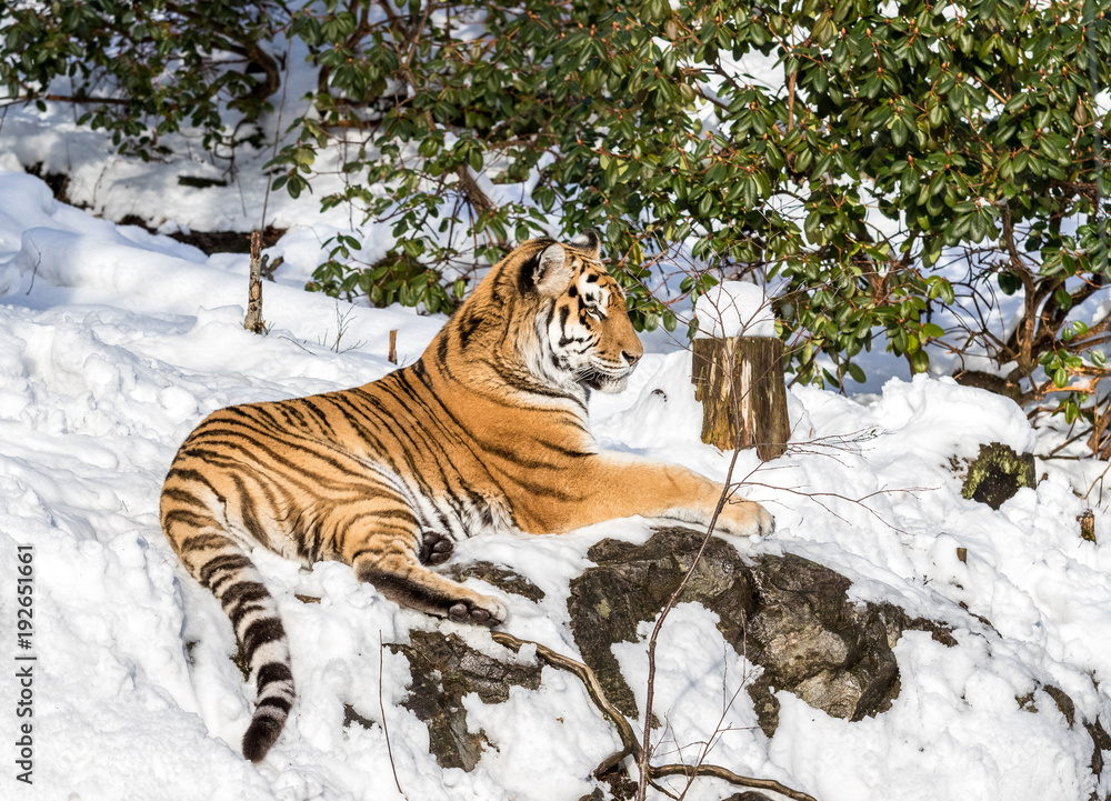 Siberian tiger, Panthera tigris altaica, resting in the snow in the forest. Zoo.
