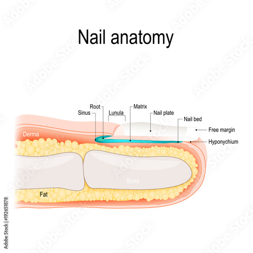 Nail anatomy photo
