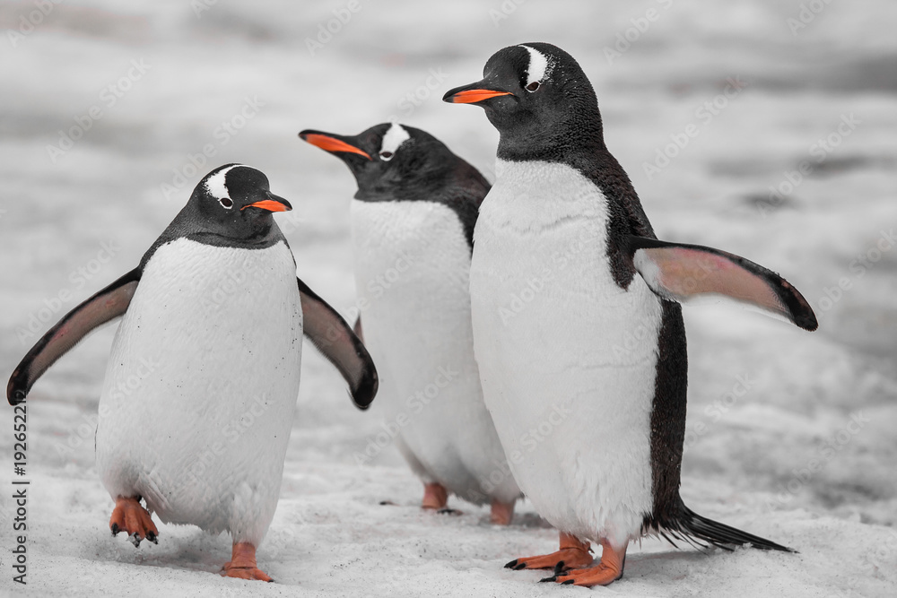 Fototapeta premium Three penguins are standing on the snow-covered surface. Antarctic mountain crest. Wild animals were shot during the expedition to the Vernadsky Research Base, Antarctica.