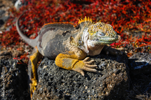 Typical land iguana of Isla Plaza Sur  Galapagos