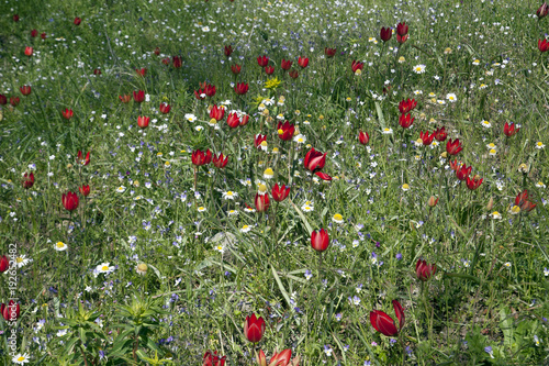 Welcome spring". Poppies Blooming In Field