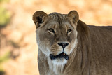 Female lion, Panthera leo, lionesse portrait, looking slightly to the right. Soft, sunlit background
