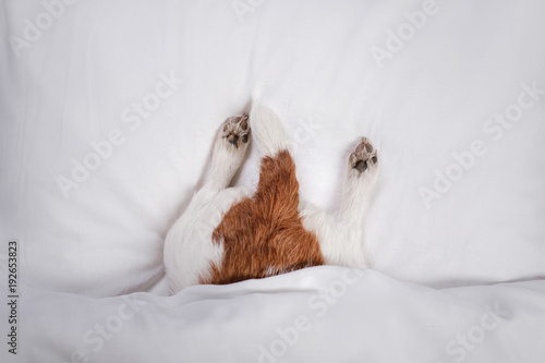 Fototapeta Naklejka Na Ścianę i Meble -  Dog in bed. Jack Russell Terrier