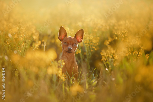 Dog in the grass. The Toy Terrier © annaav