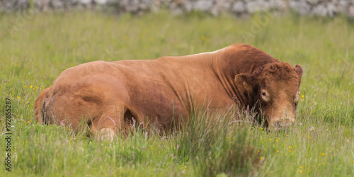 Limousin Bull 