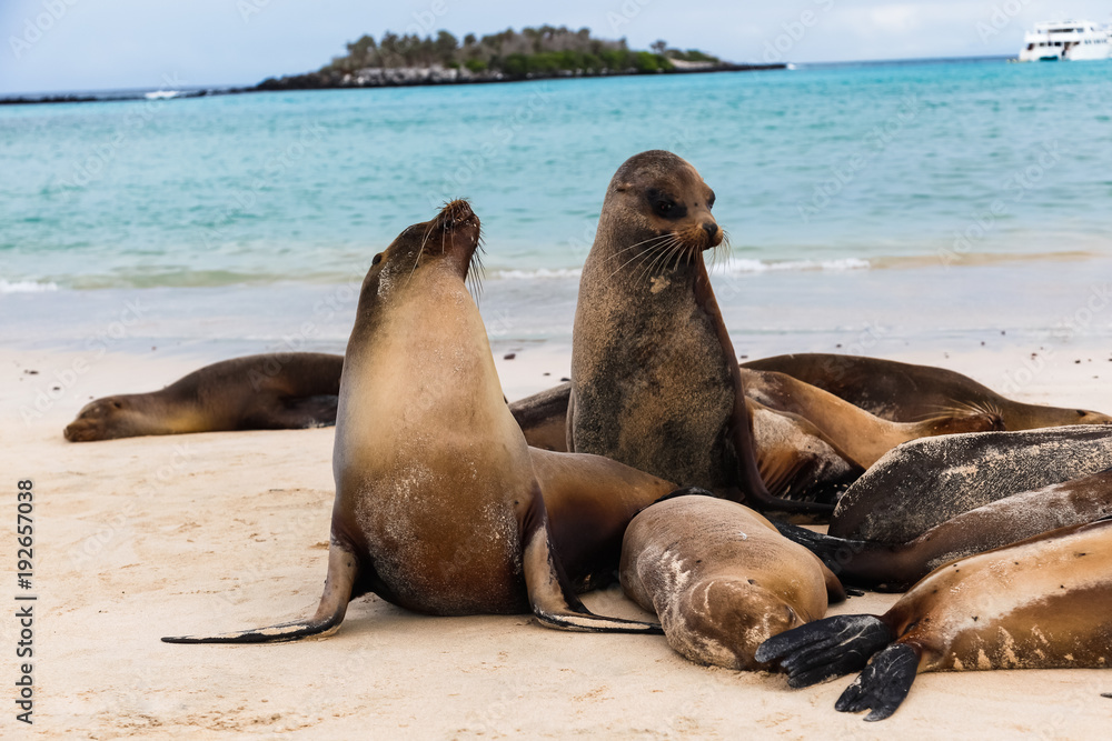 Obraz premium Group of sea lions on the beaches of Galapagos