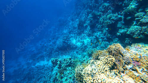 corals on the seabed