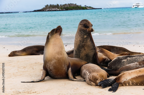 Group of sea lions on the beaches of Galapagos
