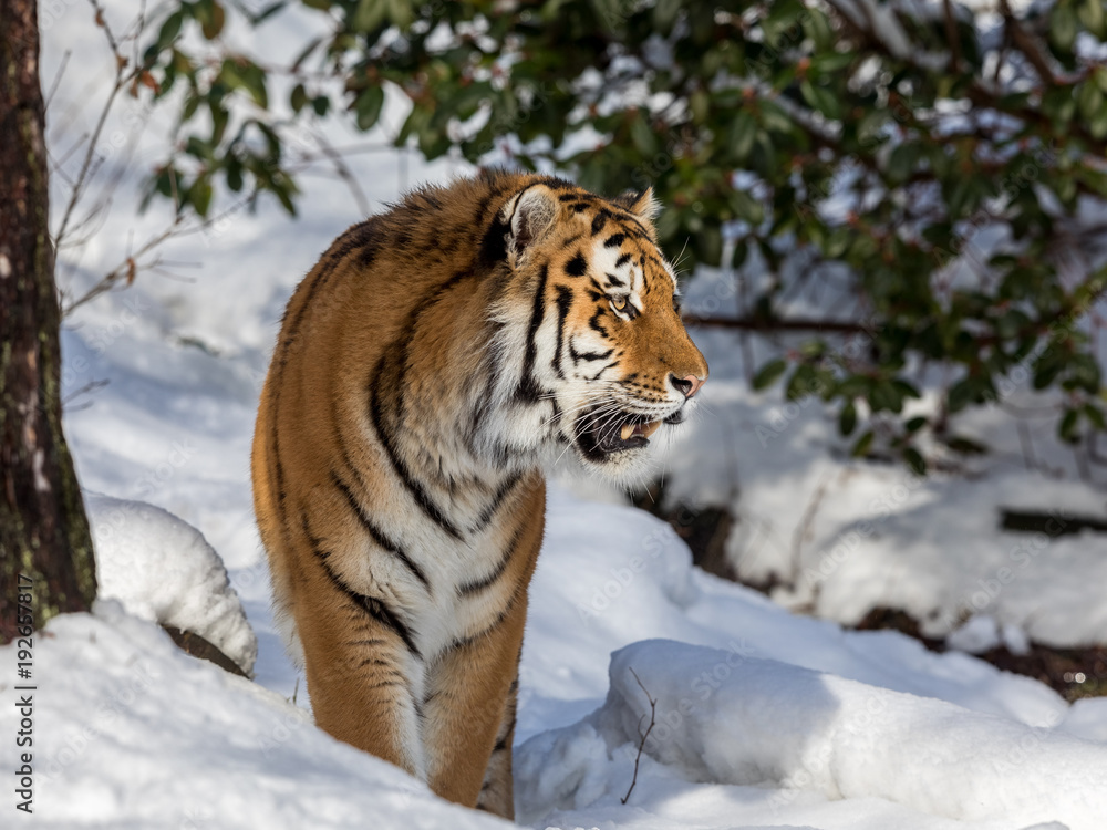Siberian tiger, Panthera tigris altaica, walking in the snow in the forest. Looking right.