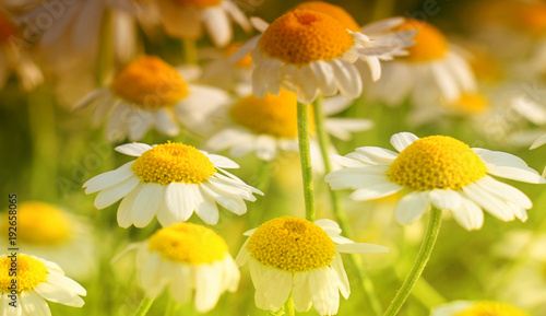 Matricaria chamomilla flowers on meadow, selective focus