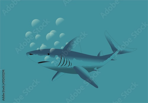 white blue shark