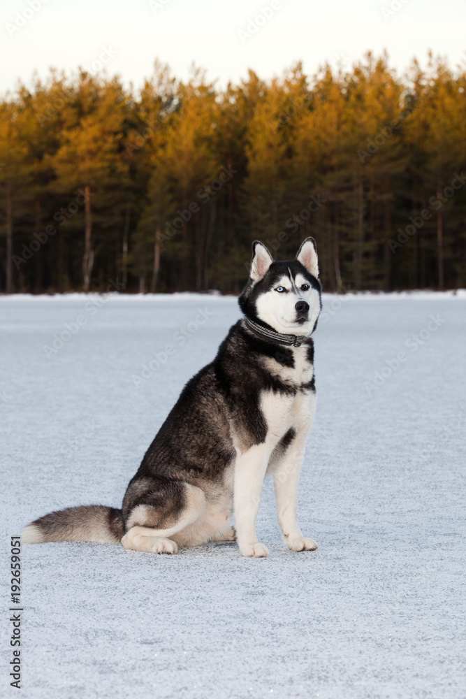 Dog breed Siberian Husky sitting on the frozen lake