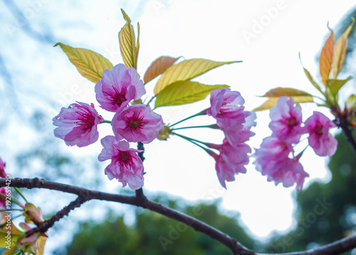 koishikawa   Korakuen  Park  TOKYO   JAPAN    Sakura  photo