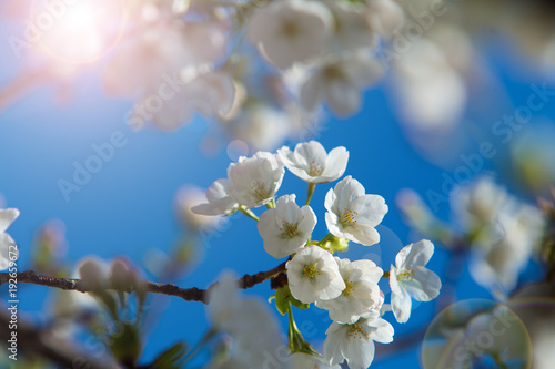 SAKURA    blossom  in  Koishikawa   Korakuen  Park  . TOKYO ,   JAPAN  photo