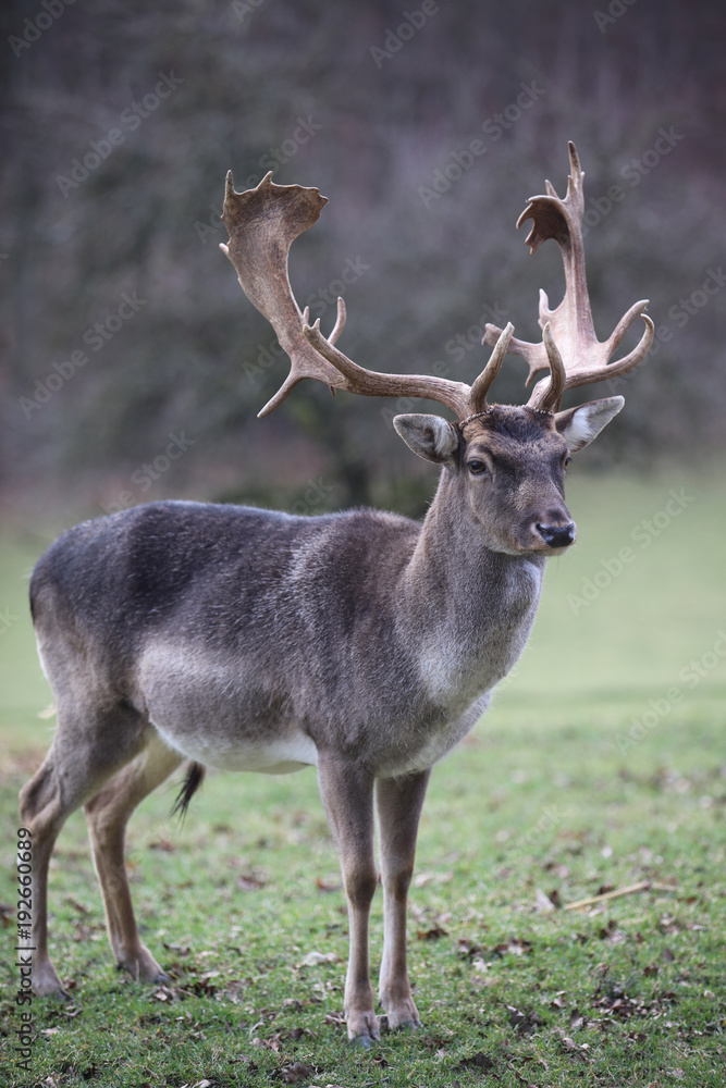 Single male Fallow Deer (Dama Dama) on the Meadow Single male Fallow Deer (Dama Dama) on the Meadow