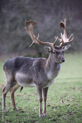 Fototapeta Naklejka Na Ścianę i Meble -  Single male Fallow Deer (Dama Dama) on the Meadow