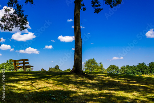 Absent Companions - an empty bench, overlooking wildflowers and trees, in Akron, Ohio, July 2017.