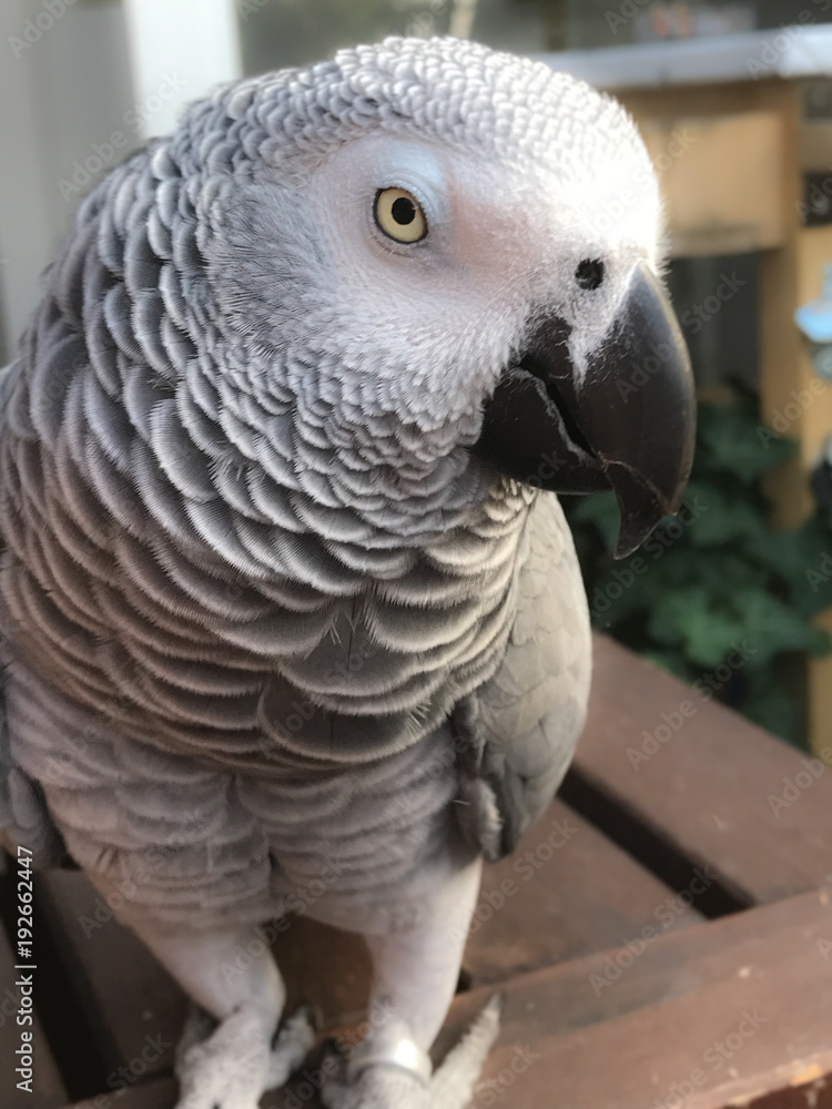 Obraz premium Graupapagei wach