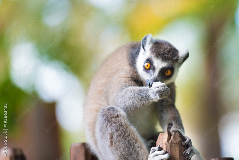 Fototapeta premium Portrait of Ring-tailed Lemur, native to Madagascar, with long, black and white ringed tail.