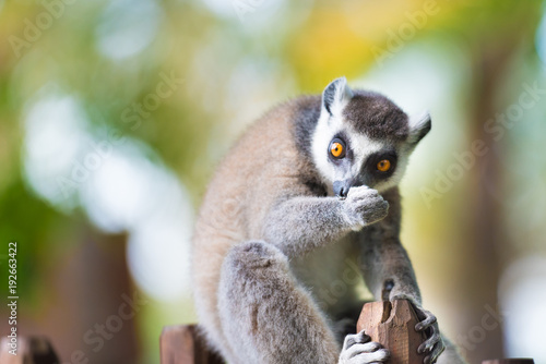 Portrait of Ring-tailed Lemur, native to Madagascar, with long, black and white ringed tail. © stanciuc