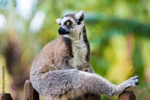 Portrait of Ring-tailed Lemur, native to Madagascar, with long, black and white ringed tail.